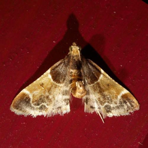 Réf. 310 433 : Pyralis farinalis